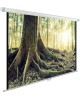 CACTUS Экран 220x220см WallExpert CS-PSWE-220x220-WT 1:1 настенно-потолочный рулонный