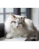 Коврик для компьютерной мыши PERFEO (PF_D0638) 
