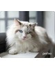 Коврик для компьютерной мыши PERFEO (PF_D0638) 