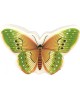 Светильник CAMELION (13814) NL-239 БАБОЧКА