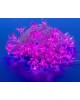 Гирлянда UNIEL (07933) ULD-S0700-050/DTA PINK SAKURA
