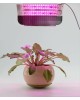 GLANZEN RPD-0001-60-grow